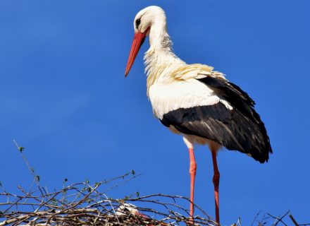 Storch auf Nest